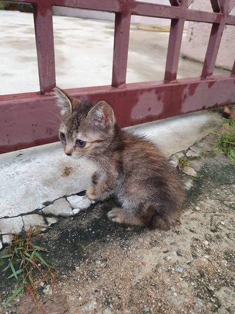 Nugget - Domestic Short Hair Cat