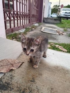 Nugget - Domestic Short Hair Cat