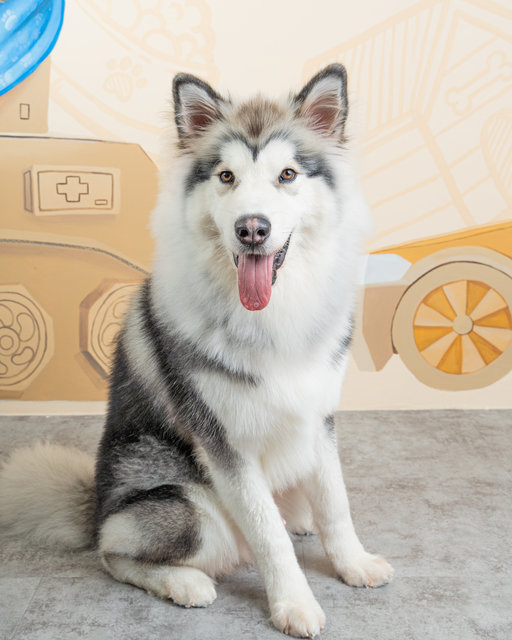 Ash - Alaskan Malamute Dog