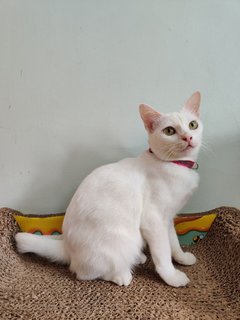 Maya - Domestic Short Hair Cat