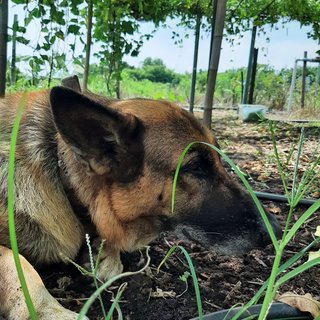 Meena - German Shepherd Dog Dog