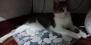 Bulat - Domestic Short Hair Cat