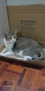 Bulat - Domestic Short Hair Cat