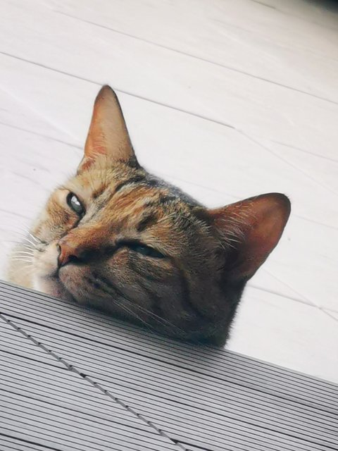 Tiger - Calico Cat