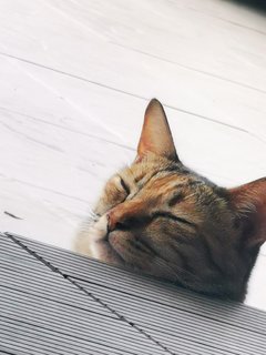 Tiger - Calico Cat