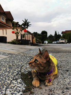 Tiger - Calico Cat