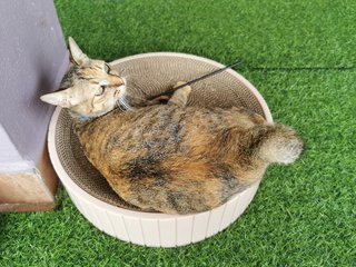 Tiger - Calico Cat