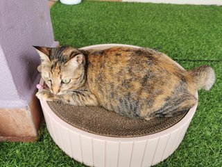 Tiger - Calico Cat