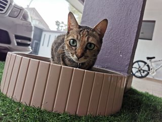 Tiger - Calico Cat