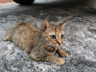 Tiger - Calico Cat