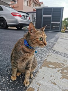 Tiger - Calico Cat