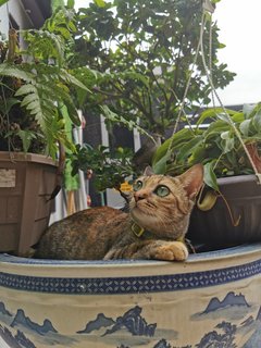 Tiger - Calico Cat