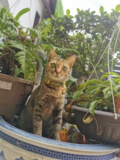 Tiger - Calico Cat