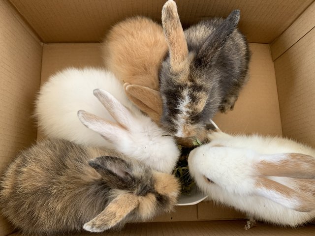 Bunnies 12345 - Lionhead + Harlequin Rabbit