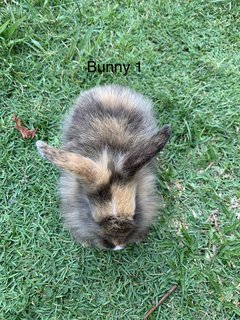 Bunnies 12345 - Lionhead + Harlequin Rabbit