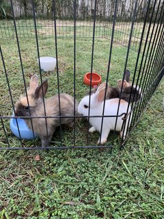 Bunnies 12345 - Lionhead + Harlequin Rabbit