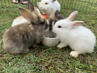 Bunnies 12345 - Lionhead + Harlequin Rabbit