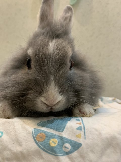 Angora Bunny Female - Angora Rabbit Rabbit