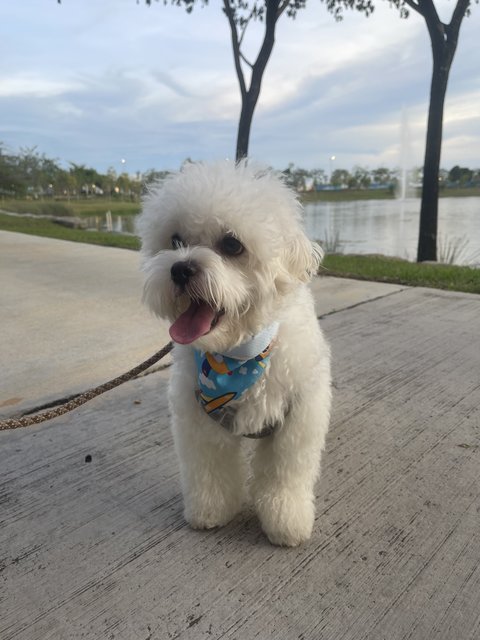 Latte - Bichon Frise + Poodle Dog