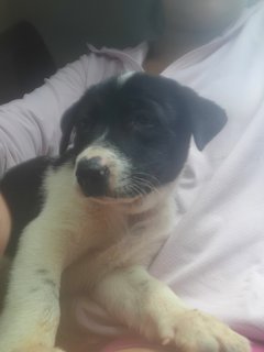 Panda - Mixed Breed Dog