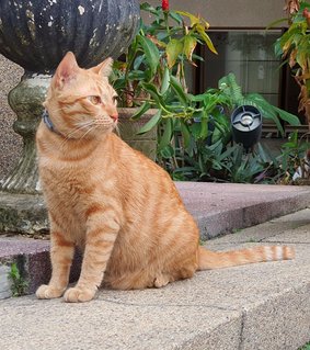 Garfield  - Domestic Short Hair Cat