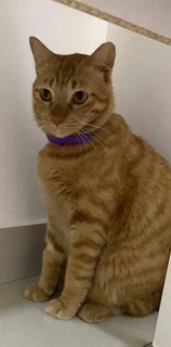 Garfield  - Domestic Short Hair Cat