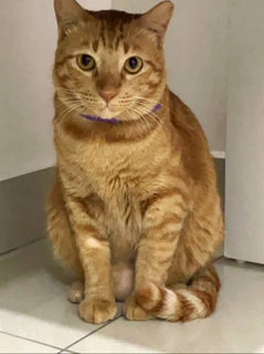 Garfield  - Domestic Short Hair Cat