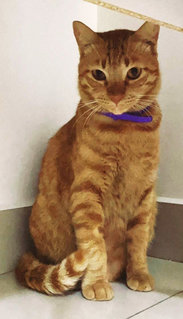 Garfield  - Domestic Short Hair Cat