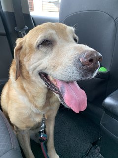 Boy Boy - Labrador Retriever Mix Dog