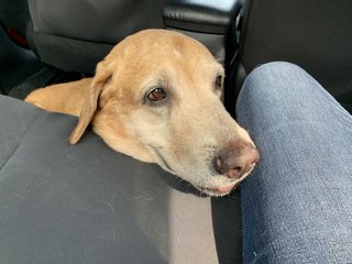 Boy Boy - Labrador Retriever Mix Dog