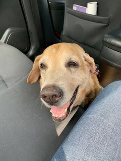 Boy Boy - Labrador Retriever Mix Dog