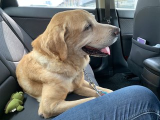 Boy Boy - Labrador Retriever Mix Dog