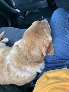 Boy Boy - Labrador Retriever Mix Dog