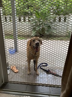 Boy Boy - Labrador Retriever Mix Dog