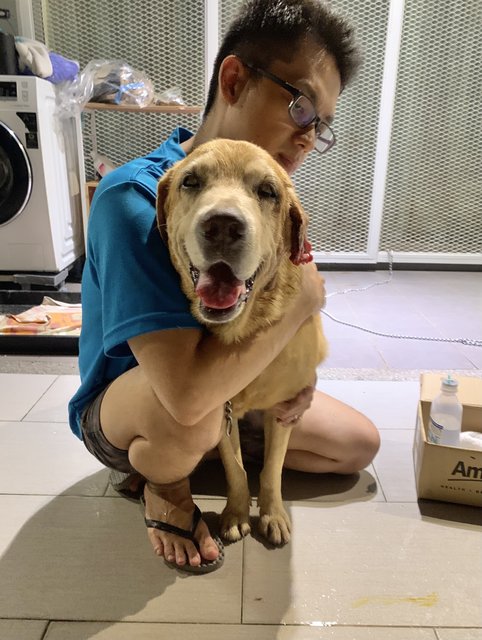 Boy Boy - Labrador Retriever Mix Dog