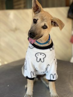 Baby Boy - Mixed Breed Dog