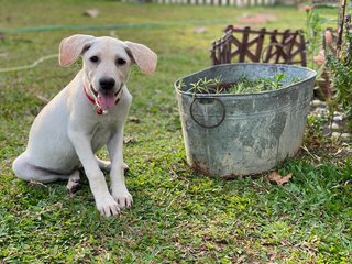 Milk Tea - Mixed Breed Dog