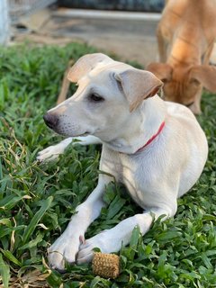 Milk Tea - Mixed Breed Dog