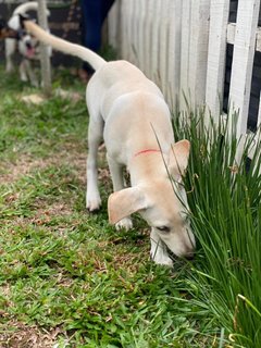 Milk Tea - Mixed Breed Dog