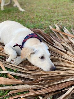 Milk Tea - Mixed Breed Dog