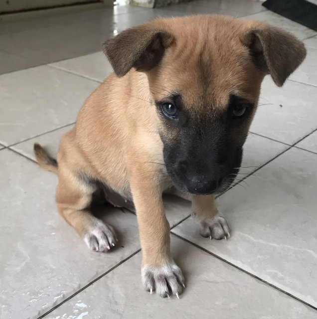 Chocolate - Mixed Breed Dog