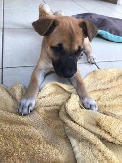 Chocolate - Mixed Breed Dog