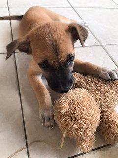 Chocolate - Mixed Breed Dog