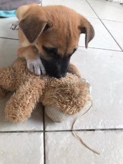 Chocolate - Mixed Breed Dog