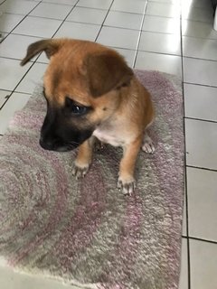 Chocolate - Mixed Breed Dog