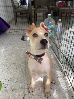 Axel - Mixed Breed Dog