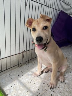 Axel - Mixed Breed Dog