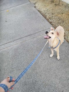 Axel - Mixed Breed Dog