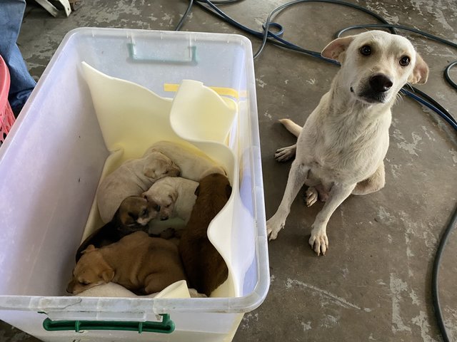 Chubby Cute Puppies - Mixed Breed Dog