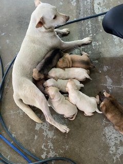 Chubby Cute Puppies - Mixed Breed Dog